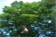 Alseodaphne semecarpifolia var. angustifolia